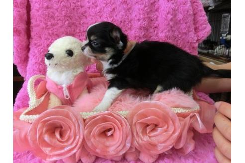 成約済の京都府のチワワ-10346の2枚目