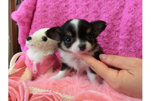 成約済の京都府のチワワ-10346の3枚目