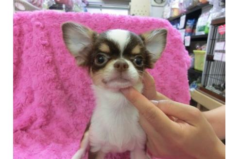 成約済の京都府のチワワ-10347の1枚目