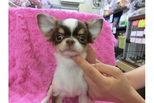 成約済の京都府のチワワ-10347の3枚目