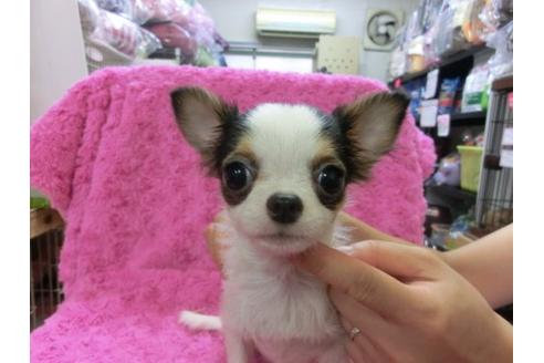 成約済の京都府のチワワ-10348の1枚目