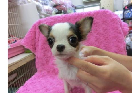 成約済の京都府のチワワ-10348の3枚目