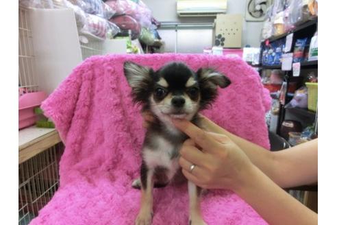 成約済の京都府のチワワ-10349の2枚目