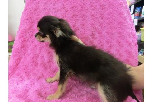 成約済の京都府のチワワ-10349の3枚目