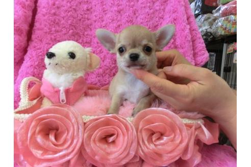 成約済の京都府のチワワ-10350の3枚目