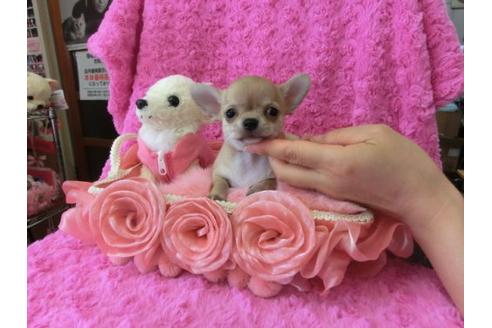 成約済の京都府のチワワ-10350の1枚目