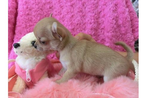 成約済の京都府のチワワ-10350の2枚目