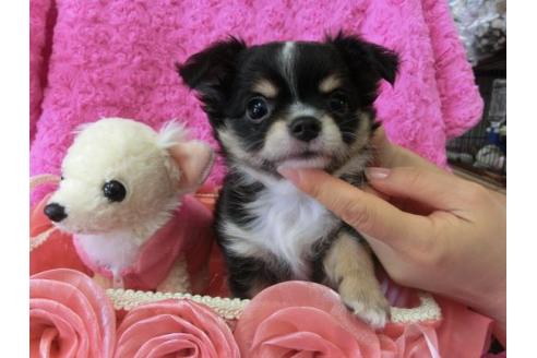 成約済の京都府のチワワ-10351の1枚目