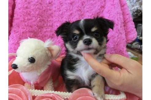 成約済の京都府のチワワ-10351の2枚目