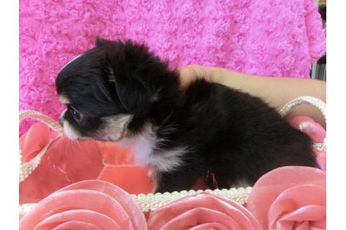 成約済の京都府のチワワ-10351の3枚目