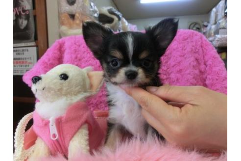 成約済の京都府のチワワ-10352の1枚目