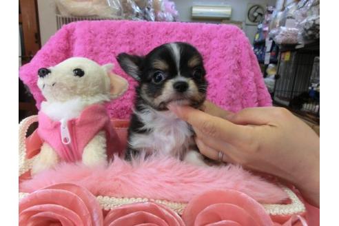 成約済の京都府のチワワ-10352の2枚目