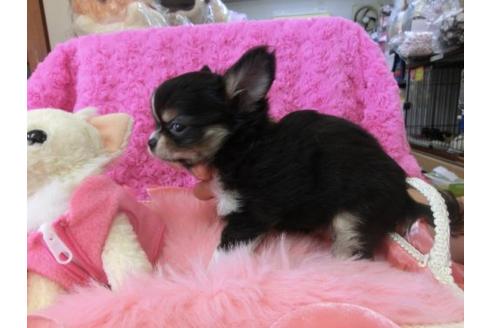 成約済の京都府のチワワ-10352の3枚目