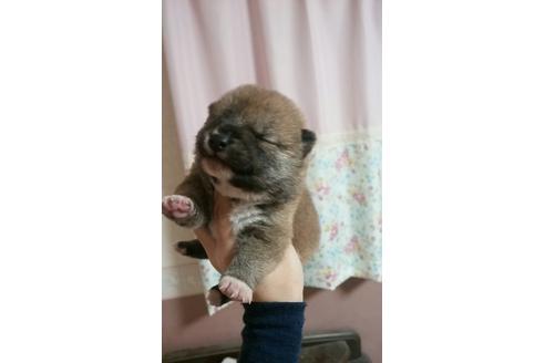 成約済の山口県の柴犬-10360の1枚目