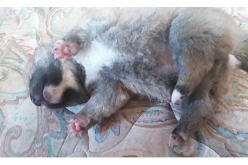 成約済の山口県の柴犬-10360の2枚目