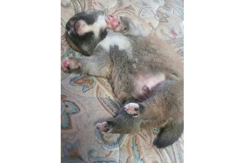 成約済の山口県の柴犬-10360の3枚目