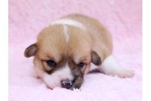 成約済の栃木県のウェルシュコーギーペンブローク-10409の2枚目