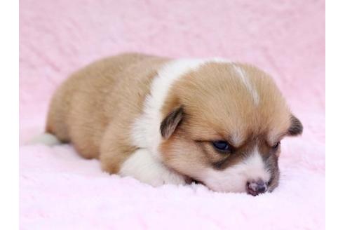 成約済の栃木県のウェルシュコーギーペンブローク-10409の3枚目