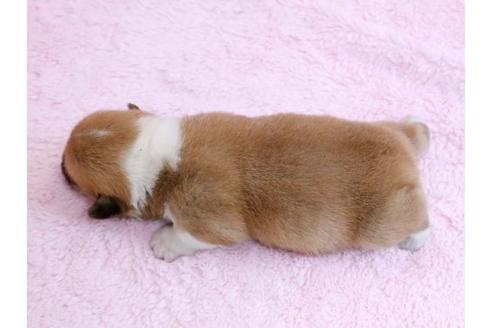 成約済の栃木県のウェルシュコーギーペンブローク-10409の1枚目