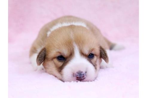 成約済の栃木県のウェルシュコーギーペンブローク-10410の1枚目