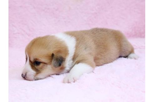 成約済の栃木県のウェルシュコーギーペンブローク-10410の2枚目