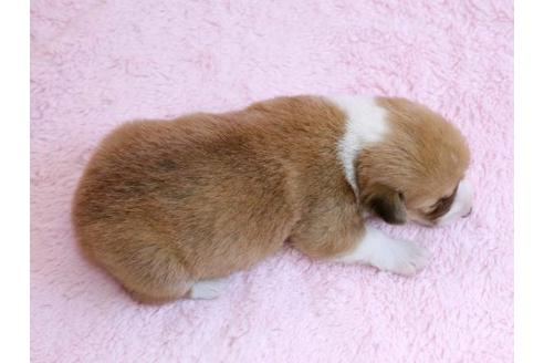 成約済の栃木県のウェルシュコーギーペンブローク-10410の3枚目