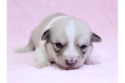 成約済の栃木県のウェルシュコーギーペンブローク-10411の3枚目