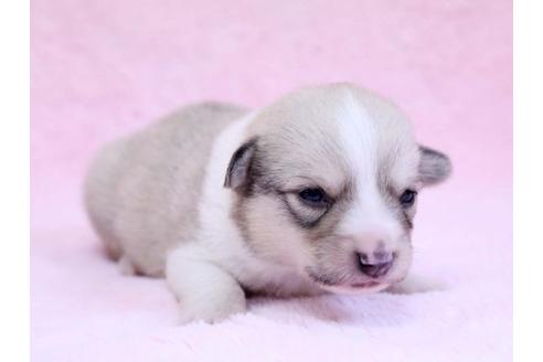 成約済の栃木県のウェルシュコーギーペンブローク-10411の1枚目