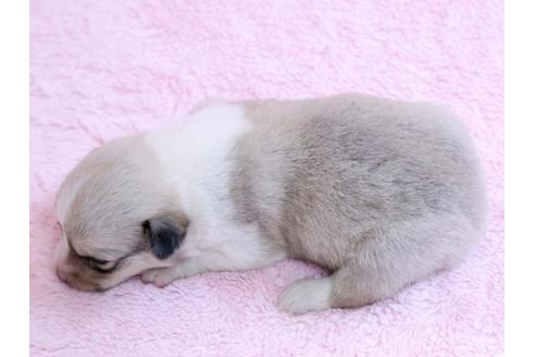 成約済の栃木県のウェルシュコーギーペンブローク-10411の2枚目