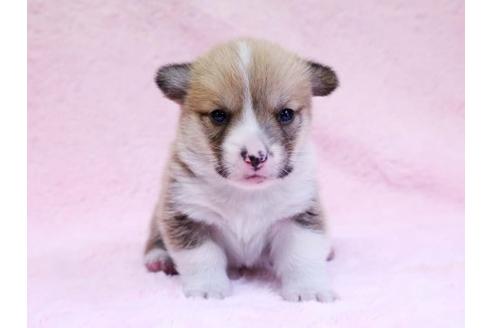 成約済の栃木県のウェルシュコーギーペンブローク-10412の1枚目