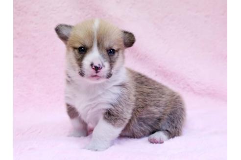 成約済の栃木県のウェルシュコーギーペンブローク-10412の2枚目