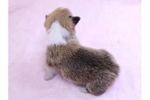 成約済の栃木県のウェルシュコーギーペンブローク-10412の3枚目