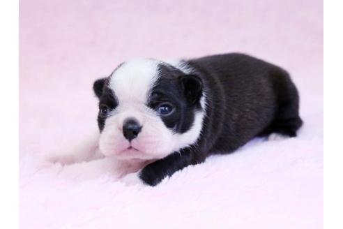 成約済の栃木県のボストンテリア-10413の1枚目