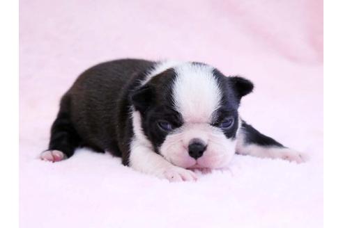 成約済の栃木県のボストンテリア-10413の2枚目