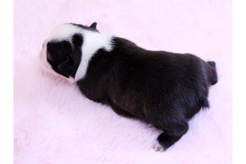 成約済の栃木県のボストンテリア-10413の3枚目