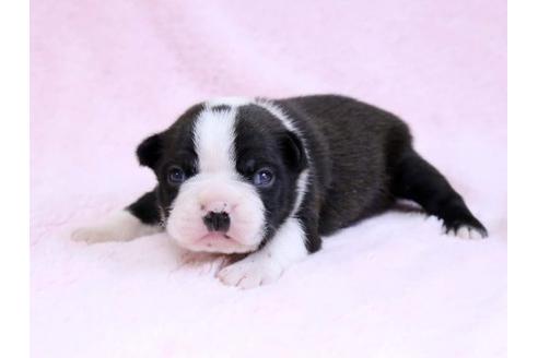 成約済の栃木県のボストンテリア-10414の1枚目