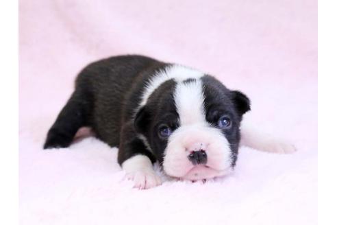 成約済の栃木県のボストンテリア-10414の2枚目