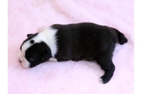 成約済の栃木県のボストンテリア-10414の3枚目