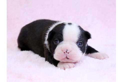 成約済の栃木県のボストンテリア-10415の1枚目