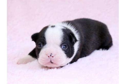 成約済の栃木県のボストンテリア-10415の2枚目