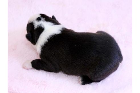 成約済の栃木県のボストンテリア-10415の3枚目