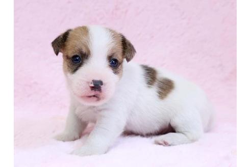 成約済の栃木県のジャックラッセルテリア-10416の1枚目