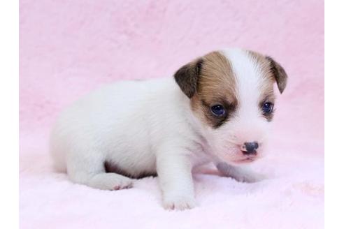 成約済の栃木県のジャックラッセルテリア-10416の2枚目