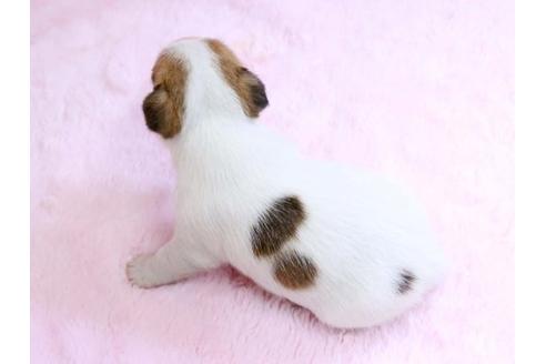 成約済の栃木県のジャックラッセルテリア-10416の3枚目