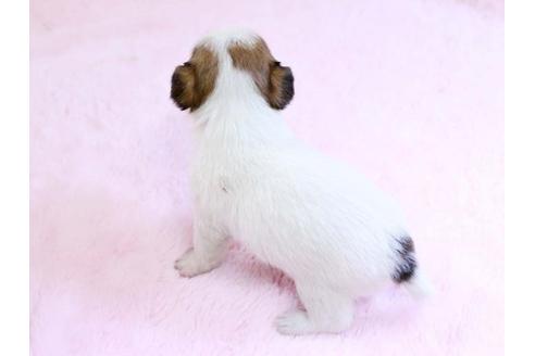 成約済の栃木県のジャックラッセルテリア-10417の3枚目