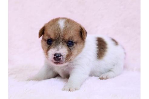 成約済の栃木県のジャックラッセルテリア-10418の1枚目