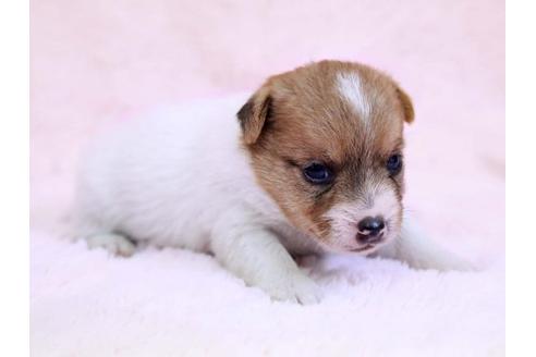 成約済の栃木県のジャックラッセルテリア-10418の2枚目