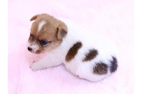 成約済の栃木県のジャックラッセルテリア-10418の3枚目