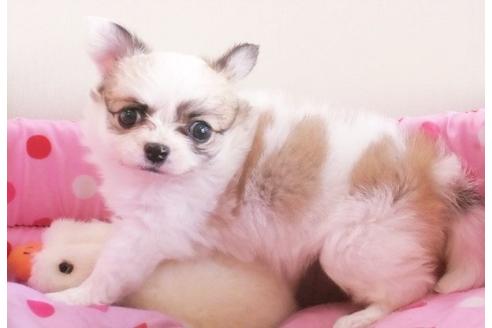 成約済の大阪府のチワワ-10426の5枚目