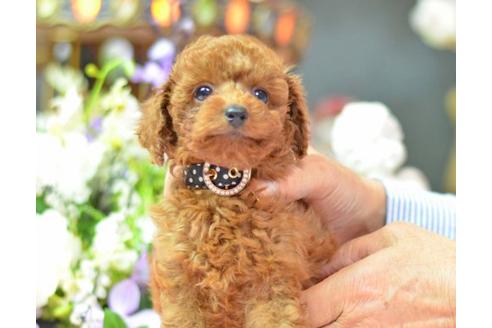成約済の埼玉県のトイプードル-6484の1枚目